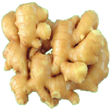 Fresh Ginger Manufacturer Supplier Wholesale Exporter Importer Buyer Trader Retailer in Kalpetta North Kerala India